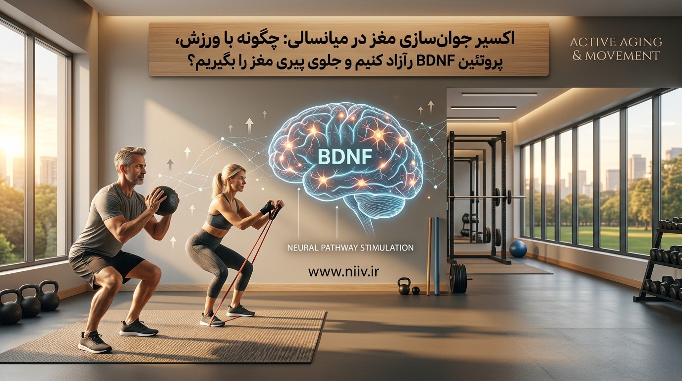 اکسیر جوانسازی مغز در میانسالی: چگونه با ورزش، پروتئین BDNF را آزاد کنیم و جلوی پیری مغز را بگیریم؟